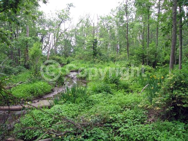 Yellow blooms; Deciduous; 