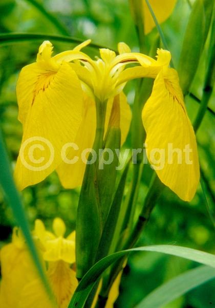 Yellow blooms; Deciduous; 
