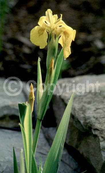 Yellow blooms; Deciduous; 