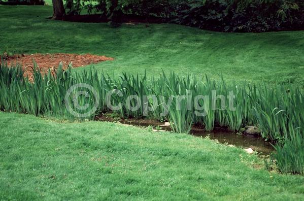 Yellow blooms; Deciduous; 