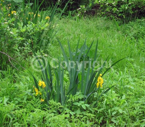 Yellow blooms; Deciduous; 