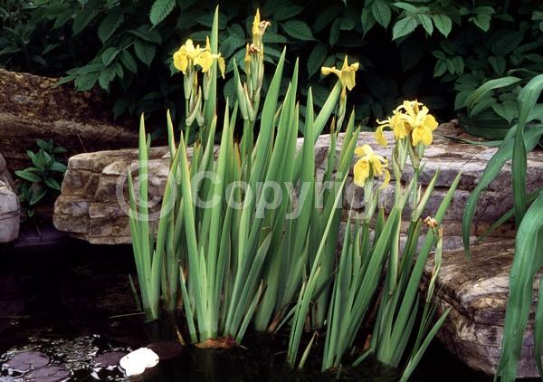 Yellow blooms; Deciduous