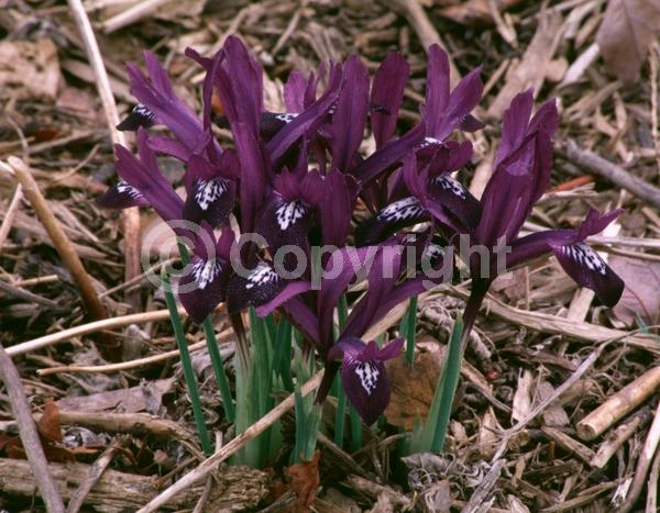 Purple blooms; Deciduous; Broadleaf