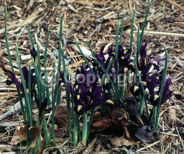 Purple blooms; Deciduous; Broadleaf