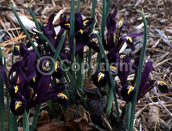Purple blooms; Deciduous; Broadleaf