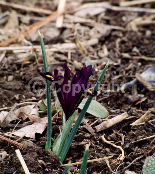 Purple blooms; Deciduous; Broadleaf
