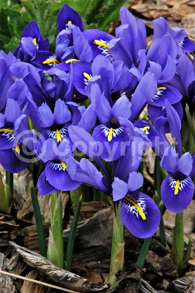 Blue blooms; Purple blooms; Deciduous; Broadleaf