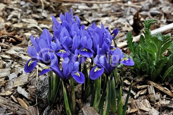 Blue blooms; Purple blooms; Deciduous; Broadleaf