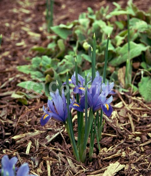 Blue blooms; Purple blooms; Deciduous; Broadleaf