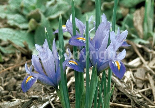 Blue blooms; Purple blooms; Deciduous; Broadleaf