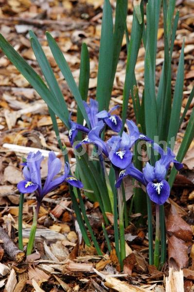 Blue blooms; Purple blooms; Deciduous; Broadleaf
