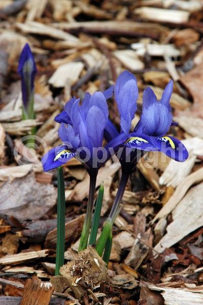 Blue blooms; Purple blooms; Deciduous; Broadleaf
