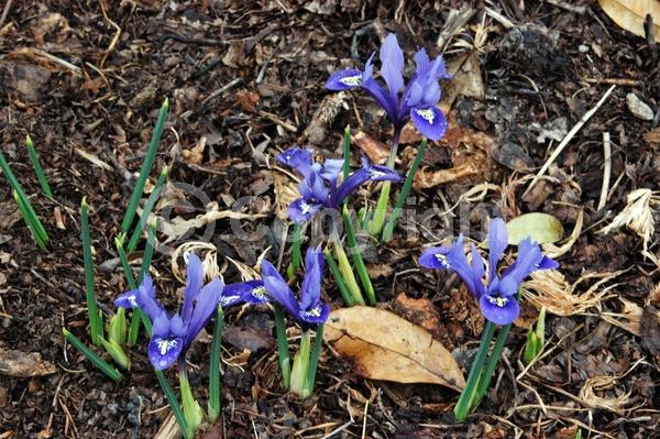 Blue blooms; Purple blooms; Deciduous; Broadleaf