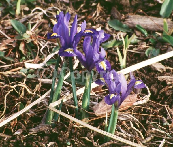 Blue blooms; Purple blooms; Deciduous; Broadleaf