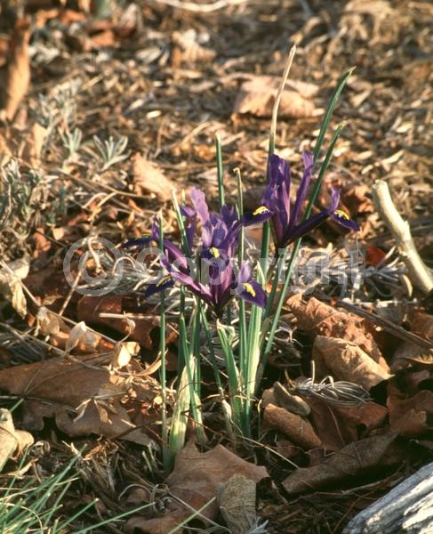 Blue blooms; Purple blooms; Deciduous; Broadleaf