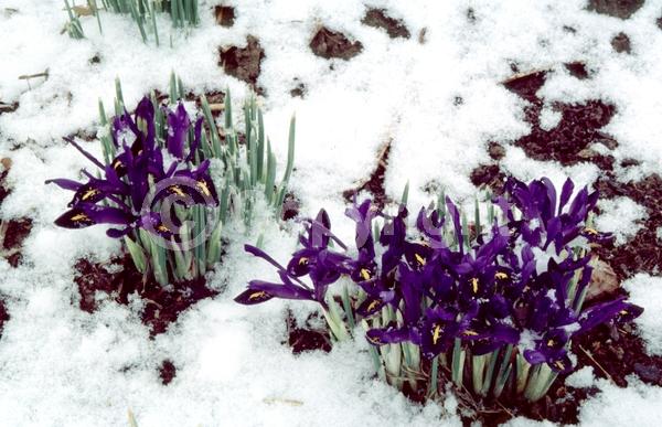Blue blooms; Purple blooms; Deciduous; Broadleaf