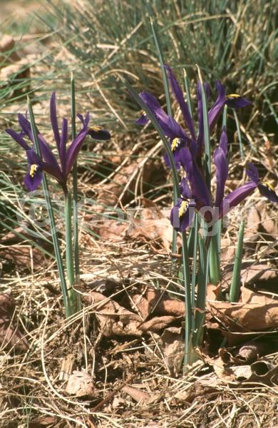 Blue blooms; Purple blooms; Deciduous; Broadleaf