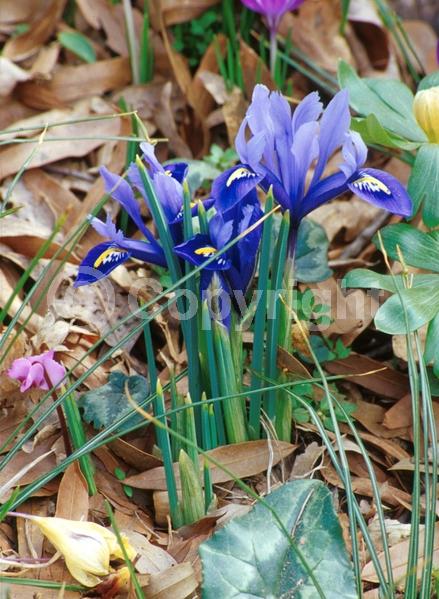 Blue blooms; Purple blooms; Deciduous; Broadleaf