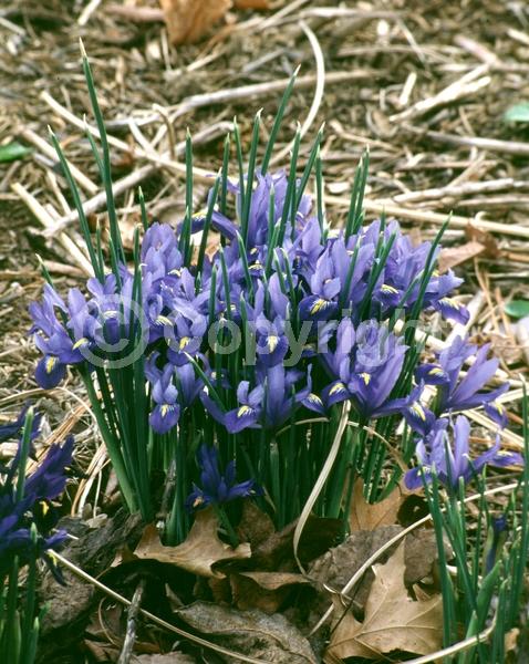Blue blooms; Purple blooms; Deciduous; Broadleaf