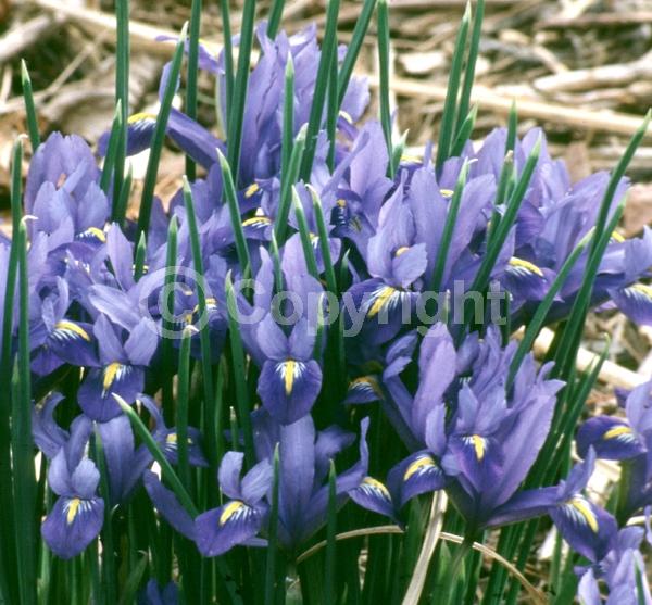 Blue blooms; Purple blooms; Deciduous; Broadleaf