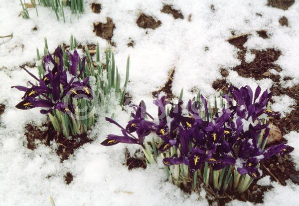 Blue blooms; Purple blooms; Deciduous; Broadleaf
