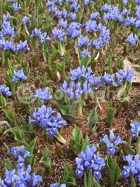 Blue blooms; Purple blooms; Deciduous; Broadleaf