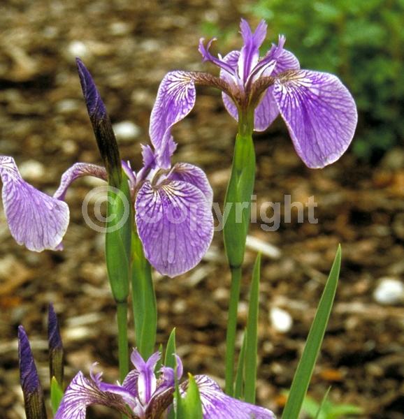 Blue blooms; Purple blooms; Deciduous; Broadleaf; North American Native