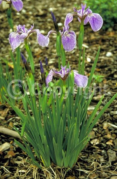 Blue blooms; Purple blooms; Deciduous; Broadleaf; North American Native