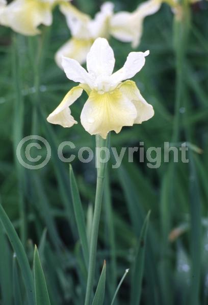 Yellow blooms; Deciduous