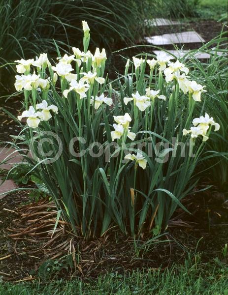 Yellow blooms; Deciduous