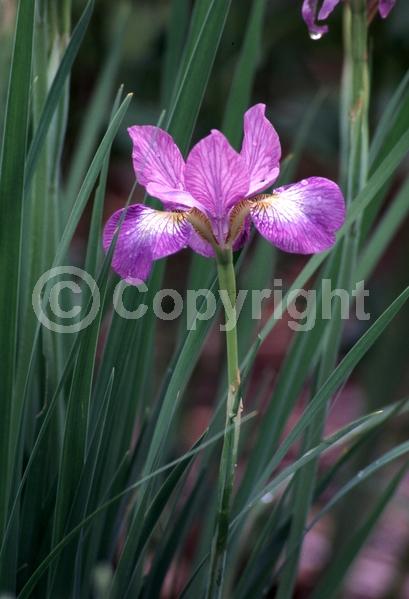 Purple blooms; Deciduous; Broadleaf
