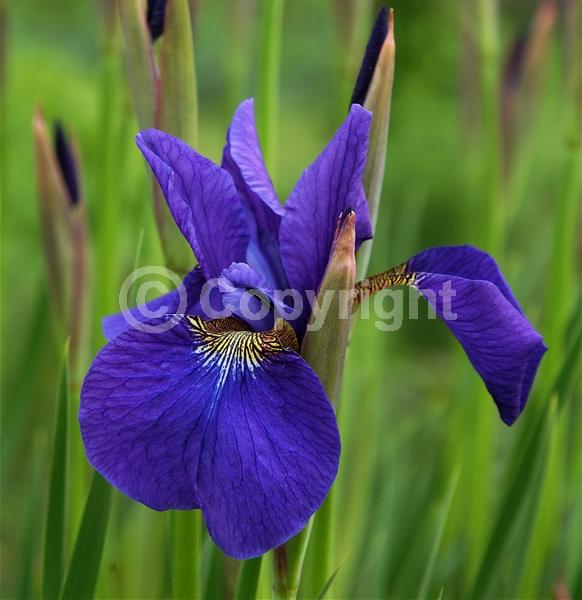 Blue blooms; Purple blooms; White blooms; Lavender blooms; Deciduous