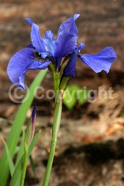 Blue blooms; Purple blooms; White blooms; Lavender blooms; Deciduous