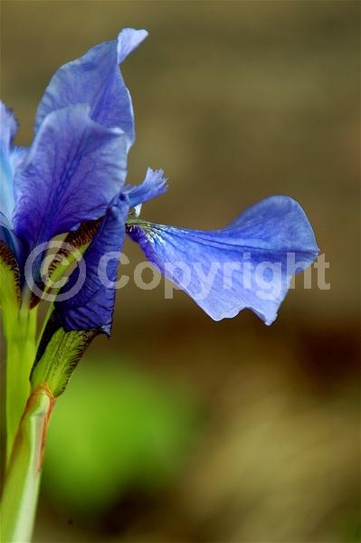 Blue blooms; Purple blooms; White blooms; Lavender blooms; Deciduous