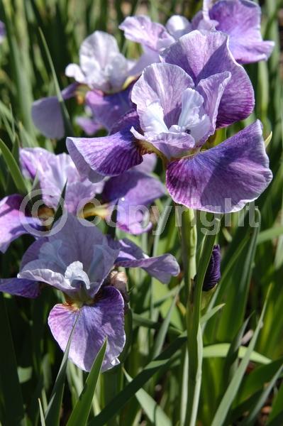 Blue blooms; Purple blooms; White blooms; Lavender blooms; Deciduous