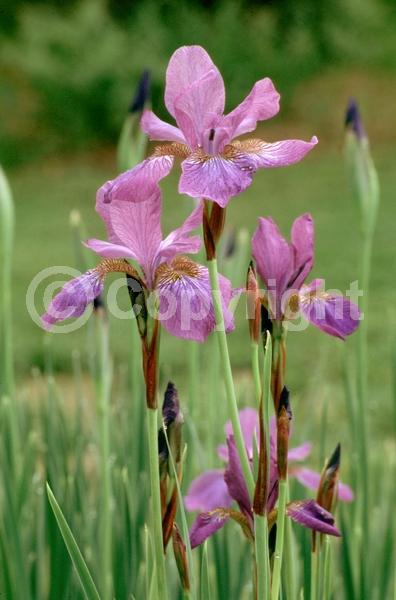 Blue blooms; Purple blooms; White blooms; Lavender blooms; Deciduous