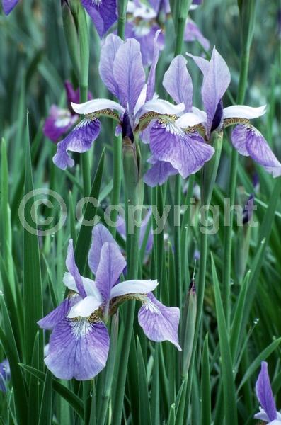 Blue blooms; Purple blooms; White blooms; Lavender blooms; Deciduous
