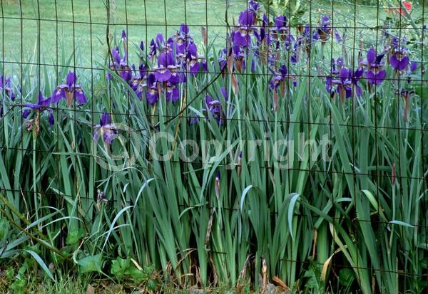 Blue blooms; Purple blooms; White blooms; Lavender blooms; Deciduous