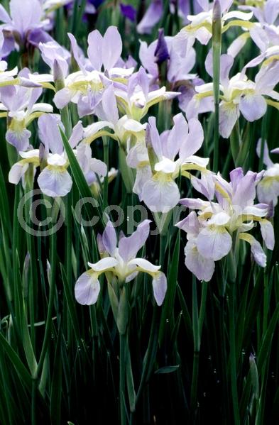 Blue blooms; Purple blooms; White blooms; Lavender blooms; Deciduous