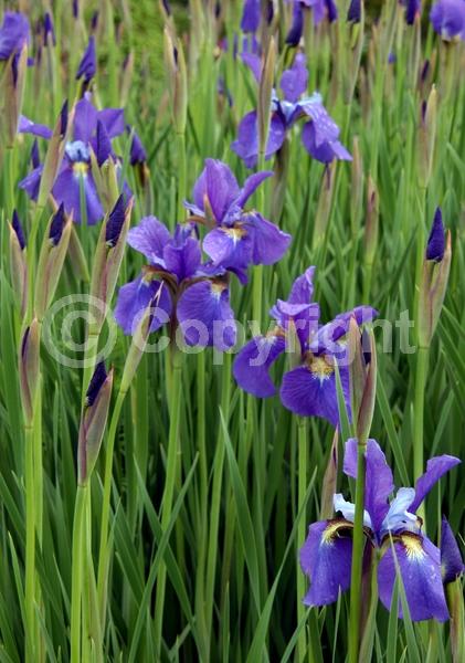 Blue blooms; Purple blooms; White blooms; Lavender blooms; Deciduous