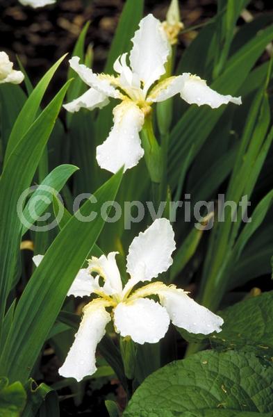 White blooms; Deciduous; Broadleaf