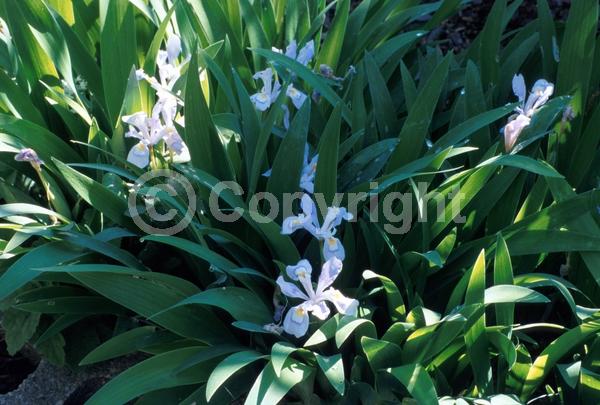 Purple blooms; Deciduous
