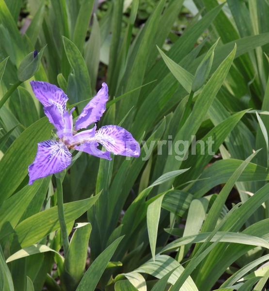 Purple blooms; Deciduous