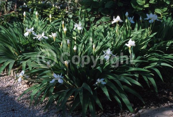 Purple blooms; Deciduous