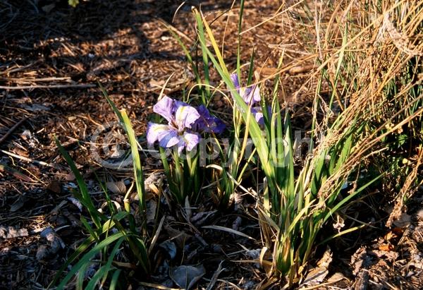 Lavender blooms; Evergreen