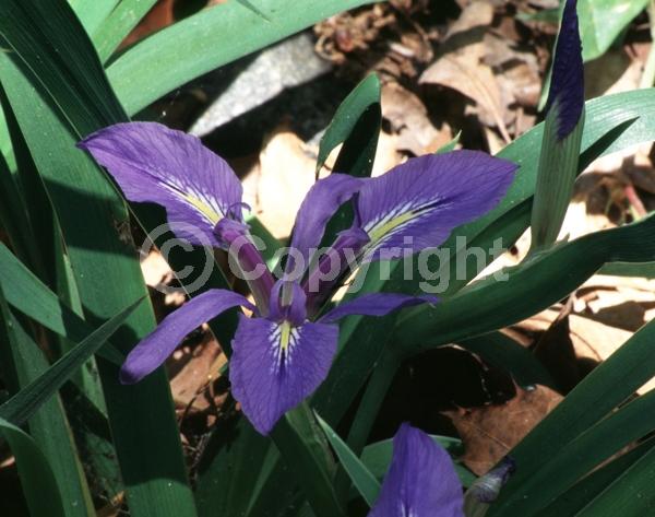 Blue blooms; Deciduous; Broadleaf; North American Native