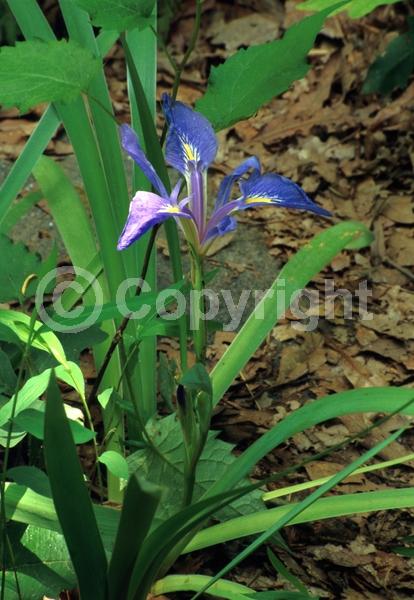 Blue blooms; Deciduous; Broadleaf; North American Native