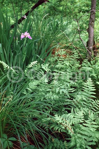 Blue blooms; Purple blooms; Lavender blooms; Deciduous; North American Native