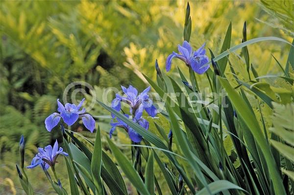 Blue blooms; Purple blooms; Lavender blooms; Deciduous; North American Native