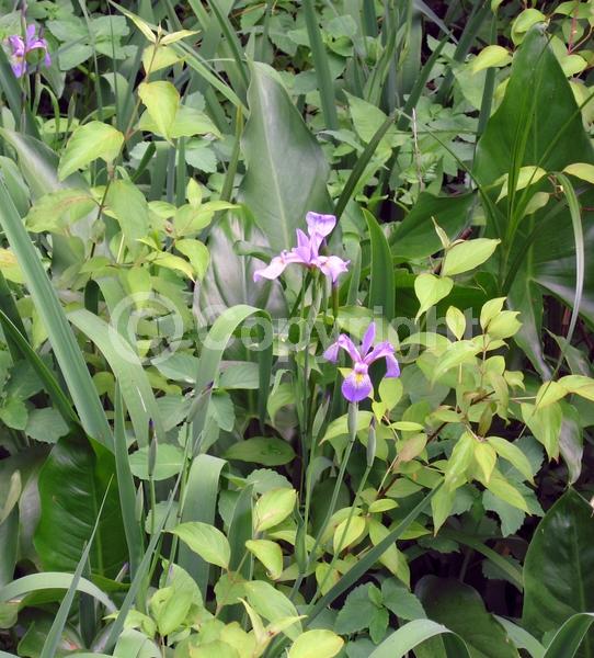 Blue blooms; Purple blooms; Lavender blooms; Deciduous; North American Native